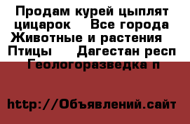 Продам курей цыплят,цицарок. - Все города Животные и растения » Птицы   . Дагестан респ.,Геологоразведка п.